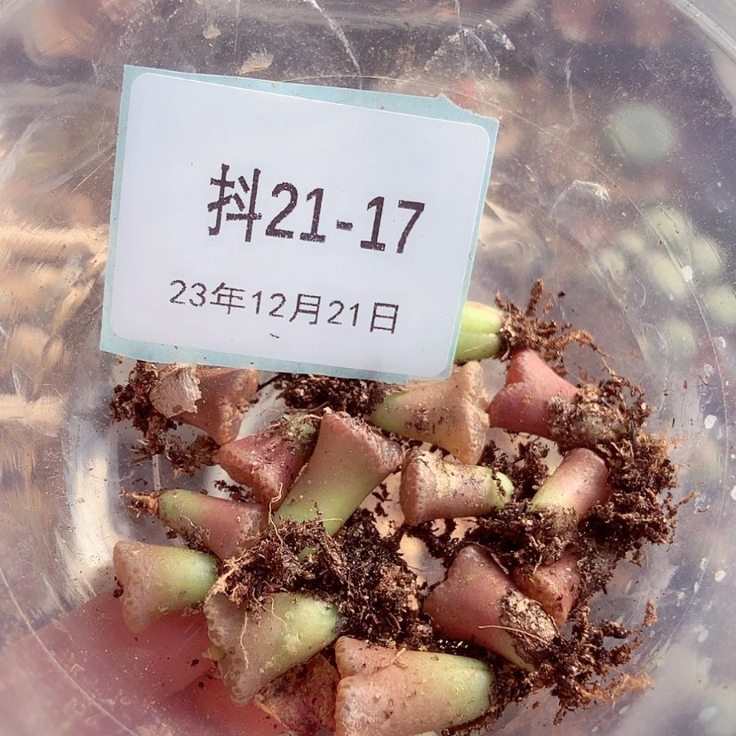【闪购商品】饭*21-17