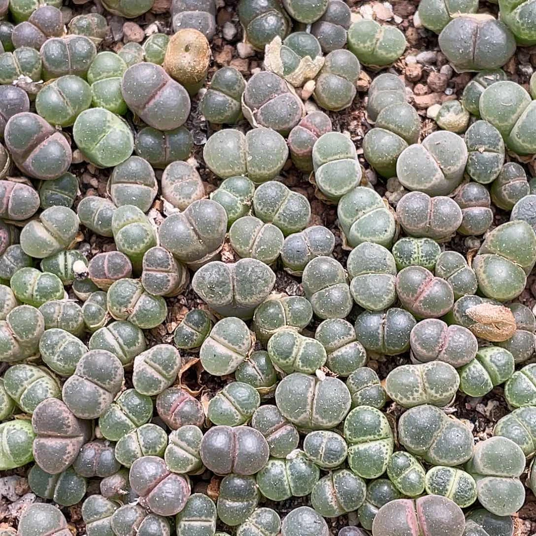 粉樱10元10颗多肉植物