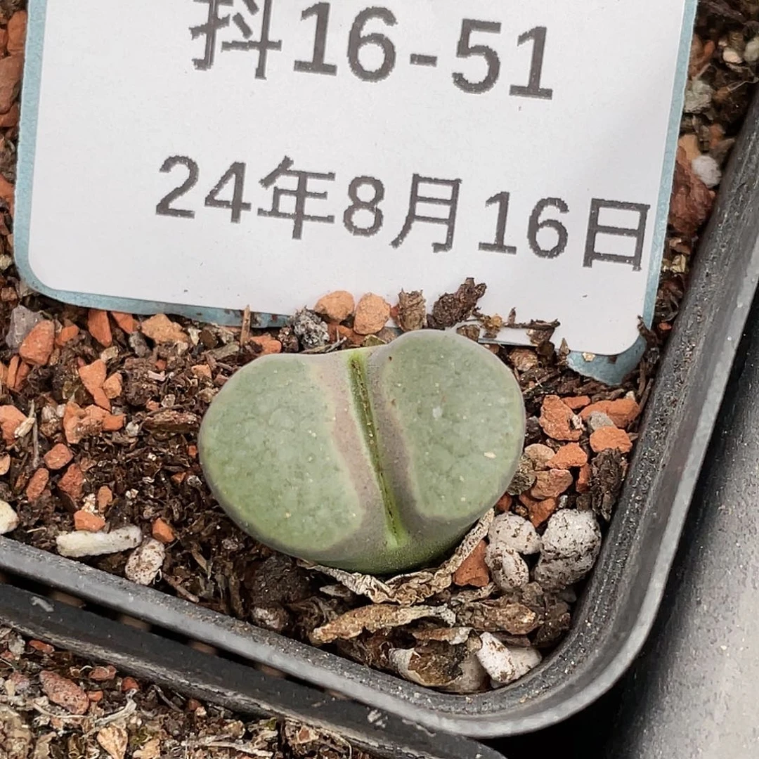 16-51磁铁多肉植物