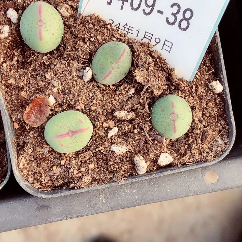 【闪购商品】什****要9-38肉锥