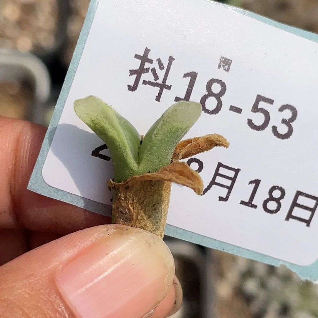18-53冰风铃多肉植物