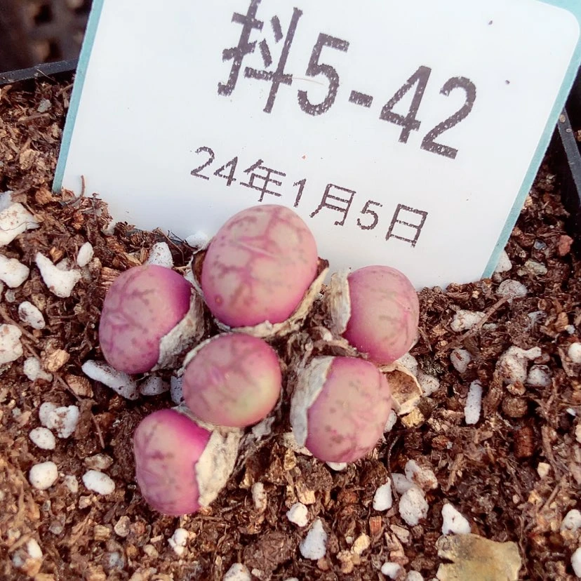 【闪购商品】5-42猴