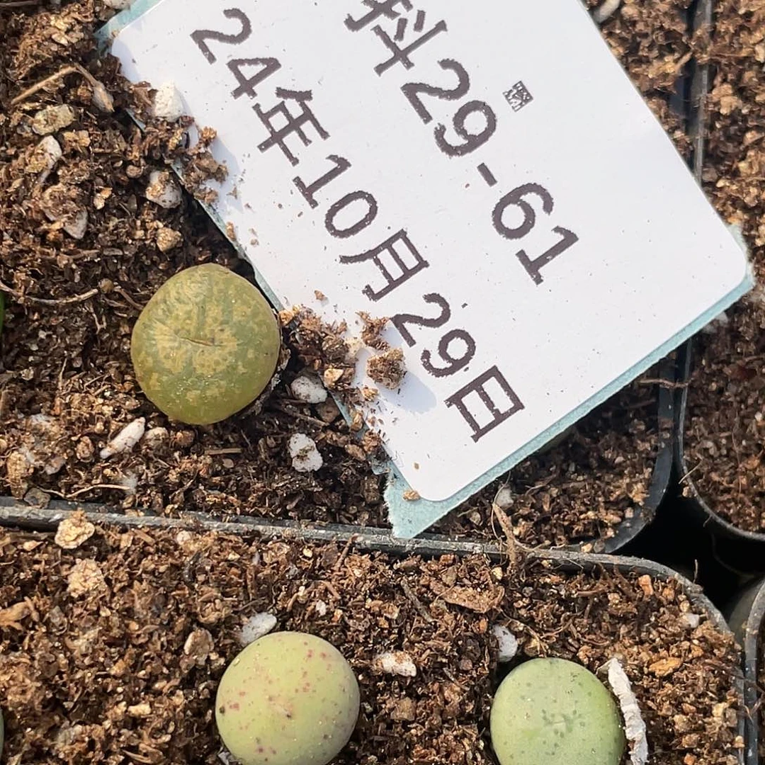 溜*兽29-61肉锥清晰园艺