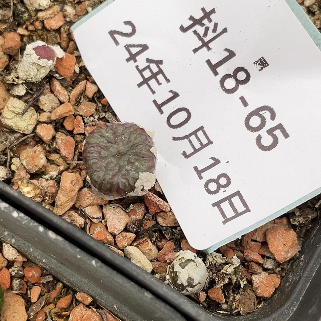 好****我18-65肉锥清晰园艺