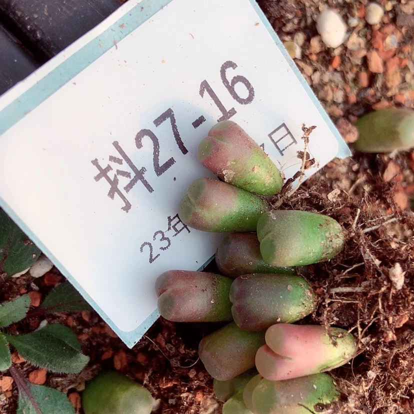 【闪购商品】我****看27-16