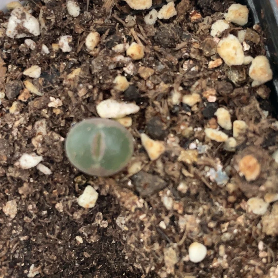 5-68粉女小苗多肉植物