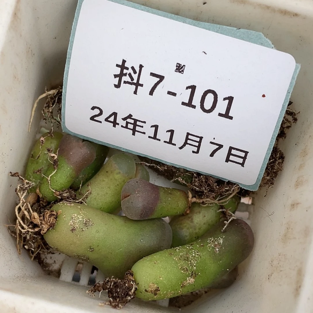 阿**林7-101肉锥多肉植物