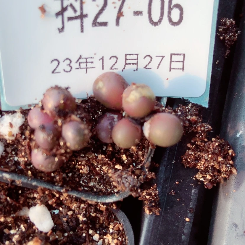 【闪购商品】温****?27-6
