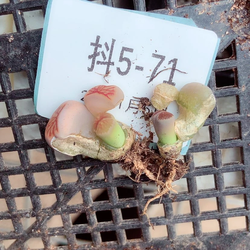 【闪购商品】陈**?5-71