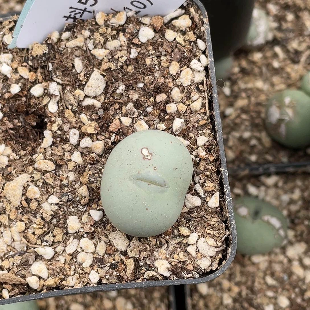 小*偶5-124肉锥清晰园艺