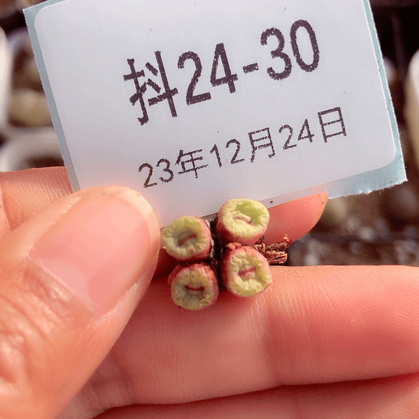 【闪购商品】匹*曹24-30