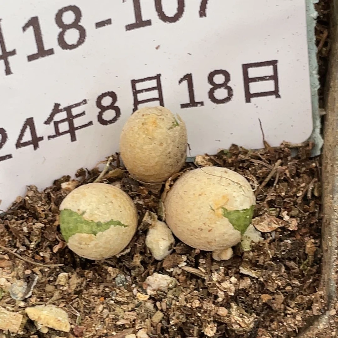 18-107玉米多肉植物