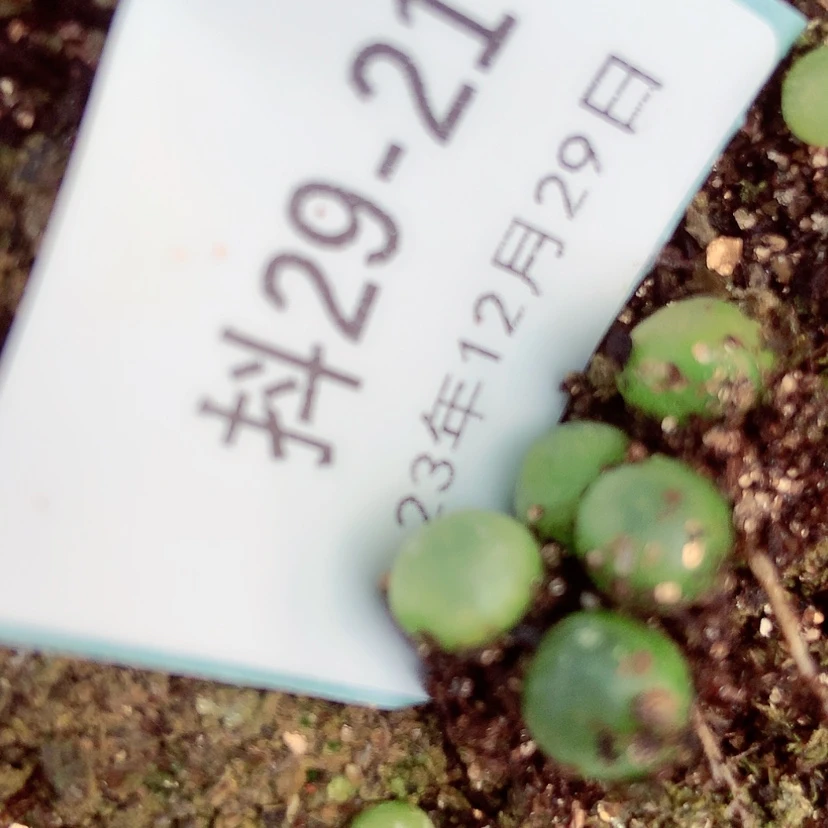 【闪购商品】鱿****?29-21