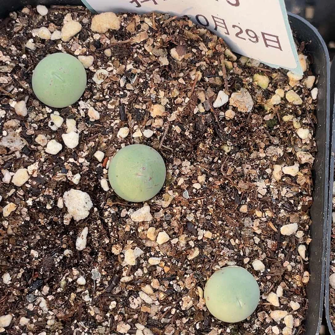 29-75鸽子蛋多肉植物