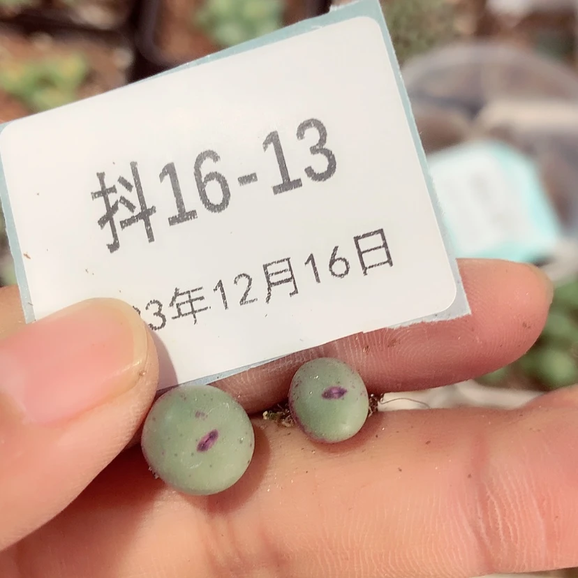 【闪购商品】毛***人16-13
