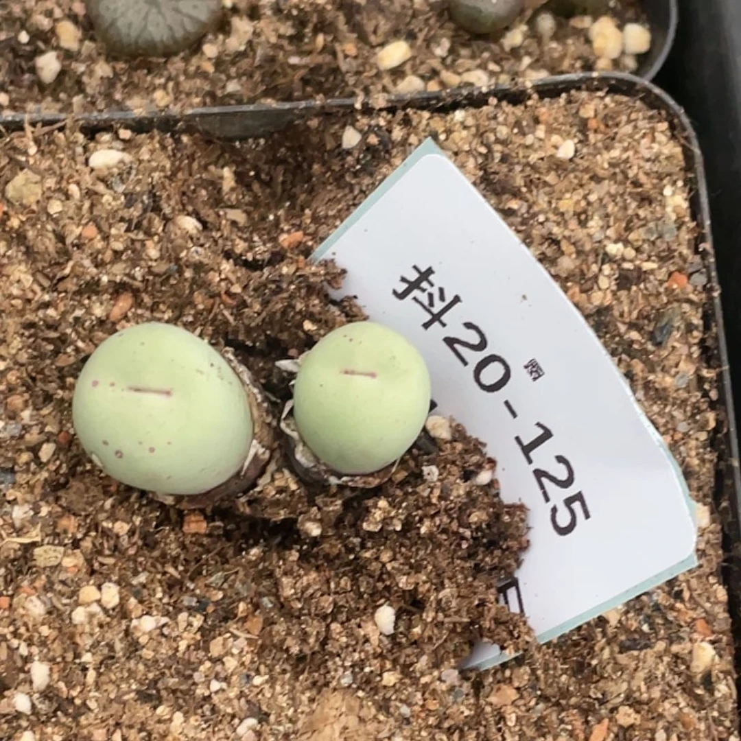 20-125肉锥清晰园艺