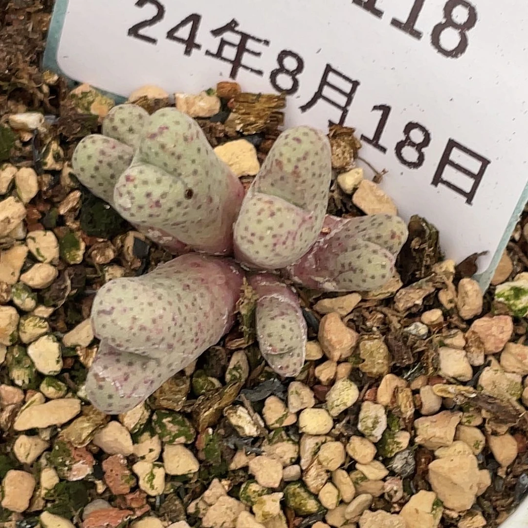 18-118斑马多肉植物