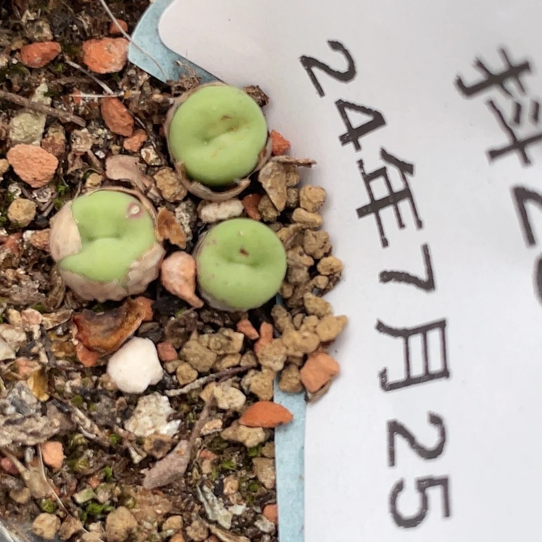 25-78嘴清晰园艺肉锥