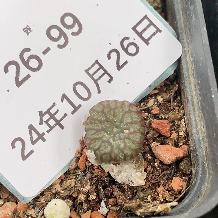 26-99送奶杂多肉植物