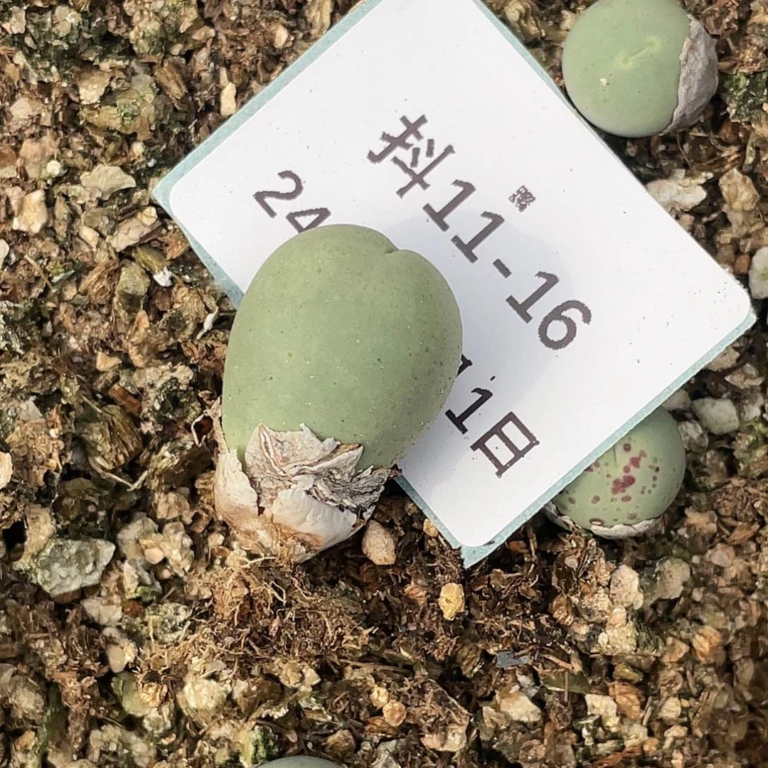 蹦****爱11-16肉锥多肉植物