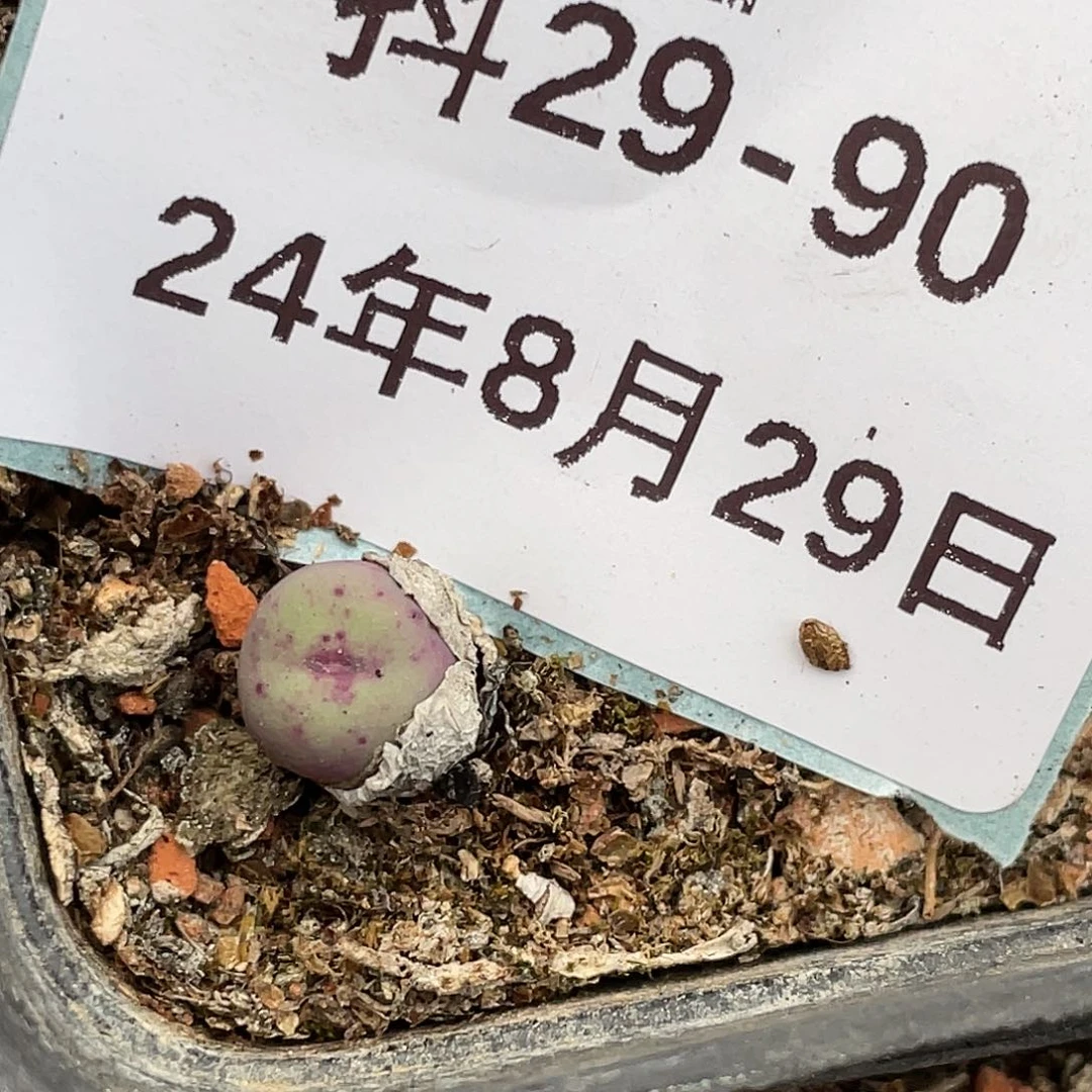 29-90嘴清晰园艺肉锥