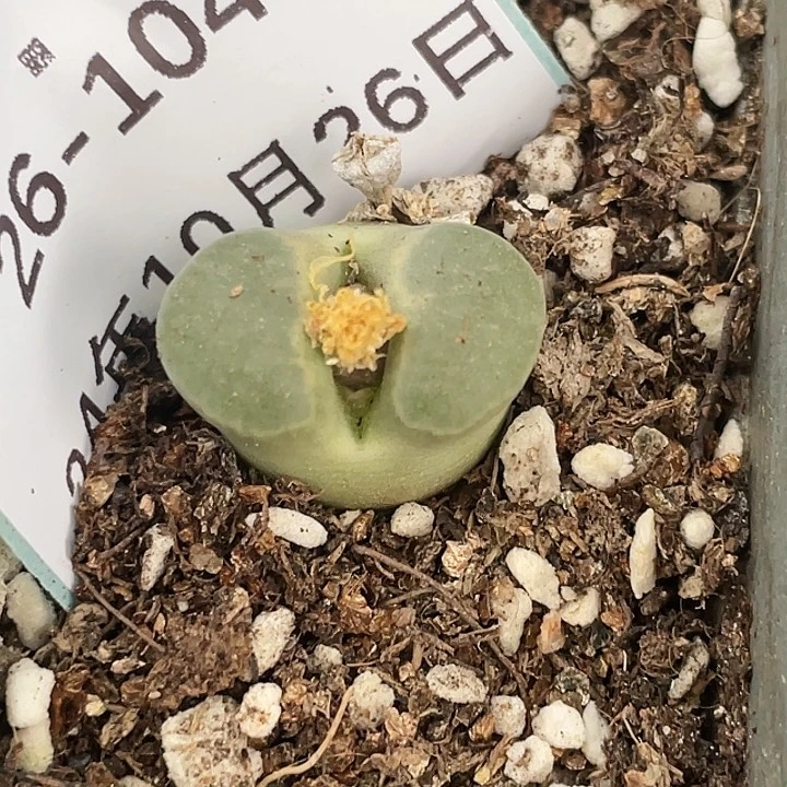 26-104磁铁多肉植物