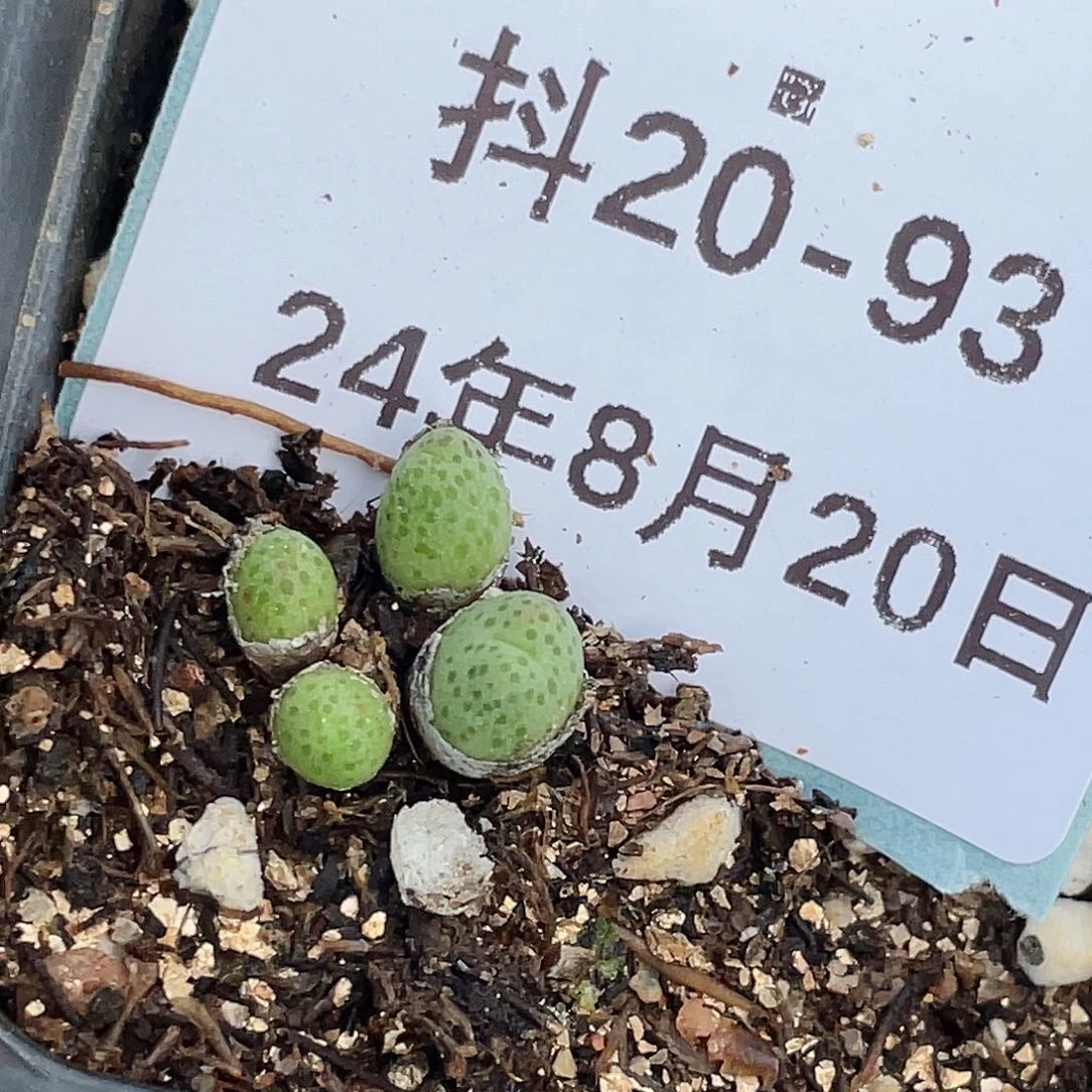 20-93斑马多肉植物