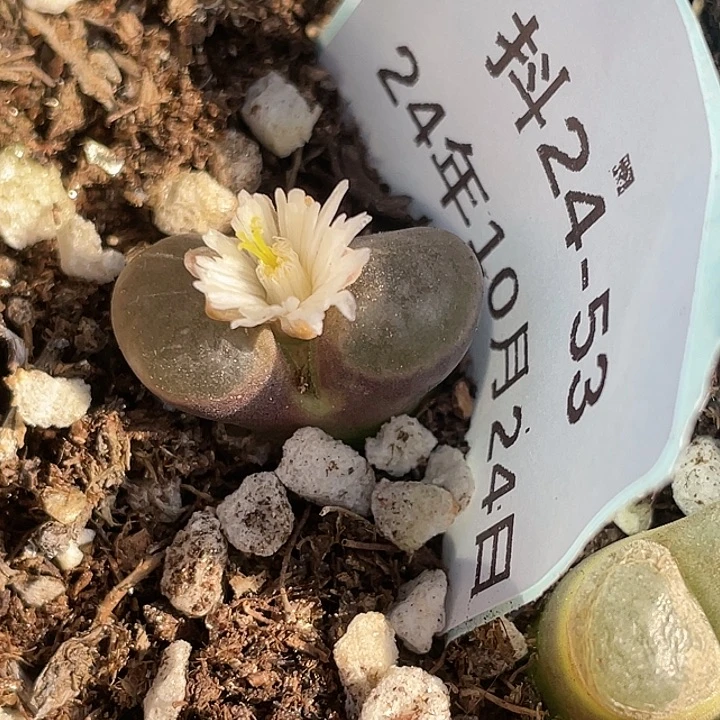 24-53磁铁多肉植物