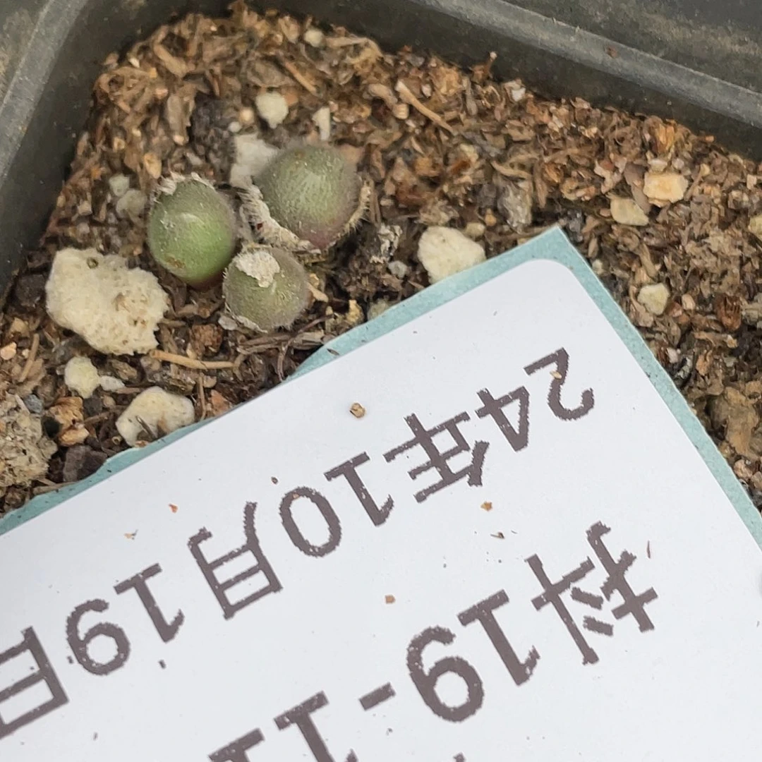 19-113毛球多肉植物