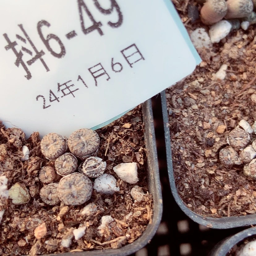 【闪购商品】6-49康菩提