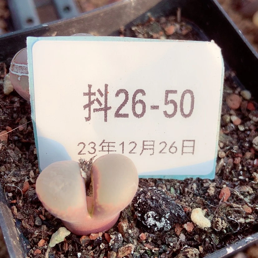 【闪购商品】26-50风铃