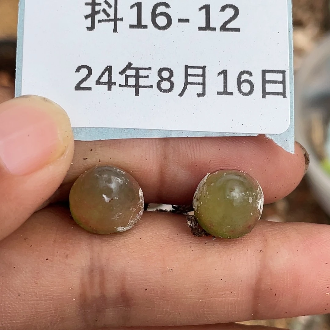 16-12灯泡多肉植物