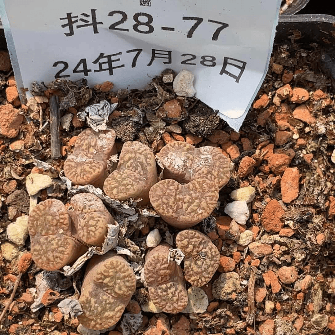 28-77鸟哈尼多肉植物