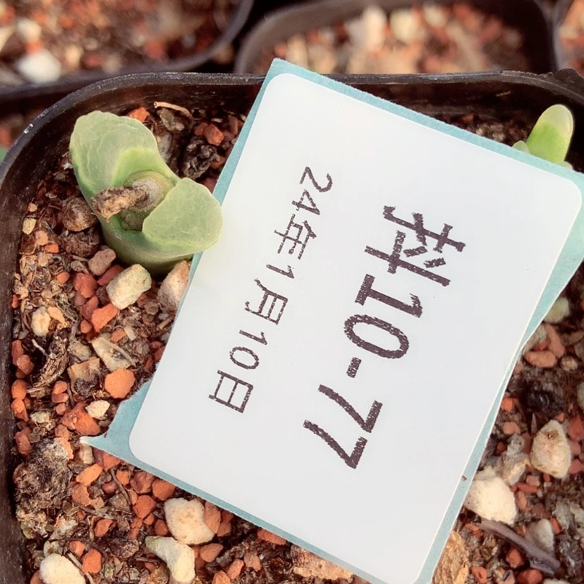 【闪购商品】黎****河10-77肉锥