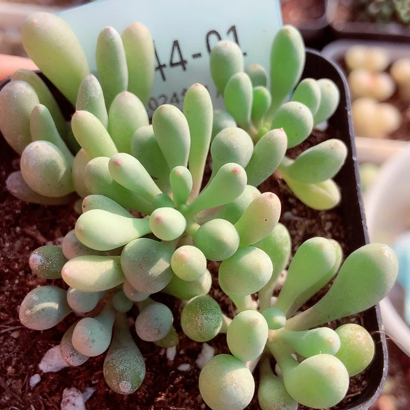 【闪购商品】4-1一盆