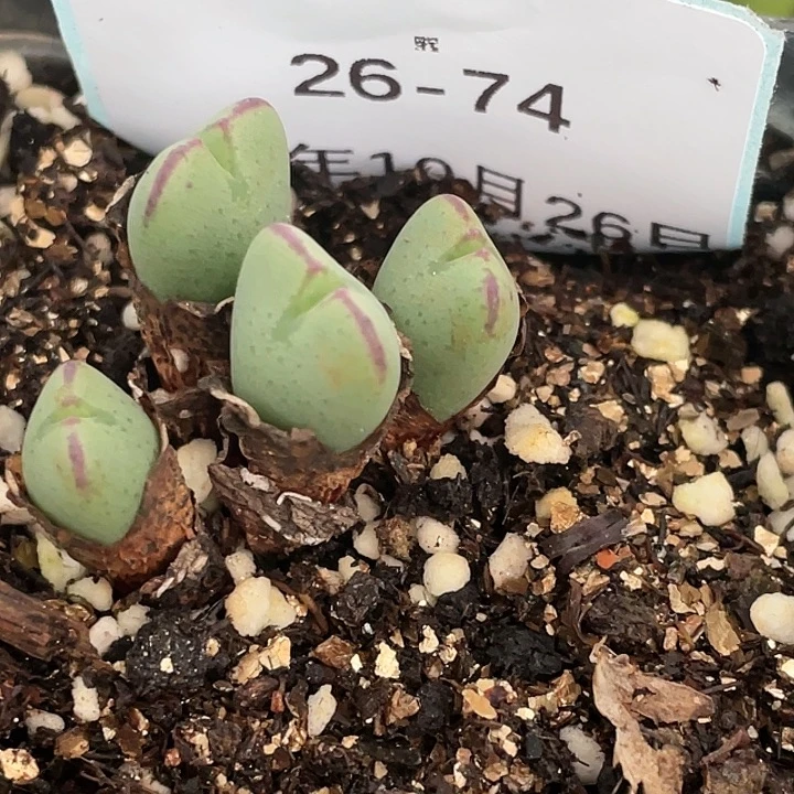 26-74将多肉植物