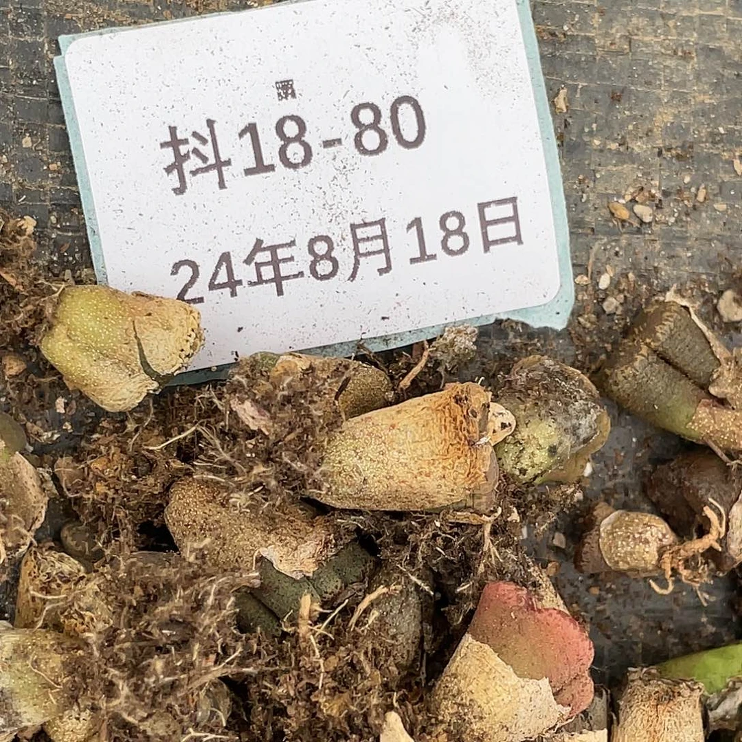 一****）18-80肉锥清晰园艺