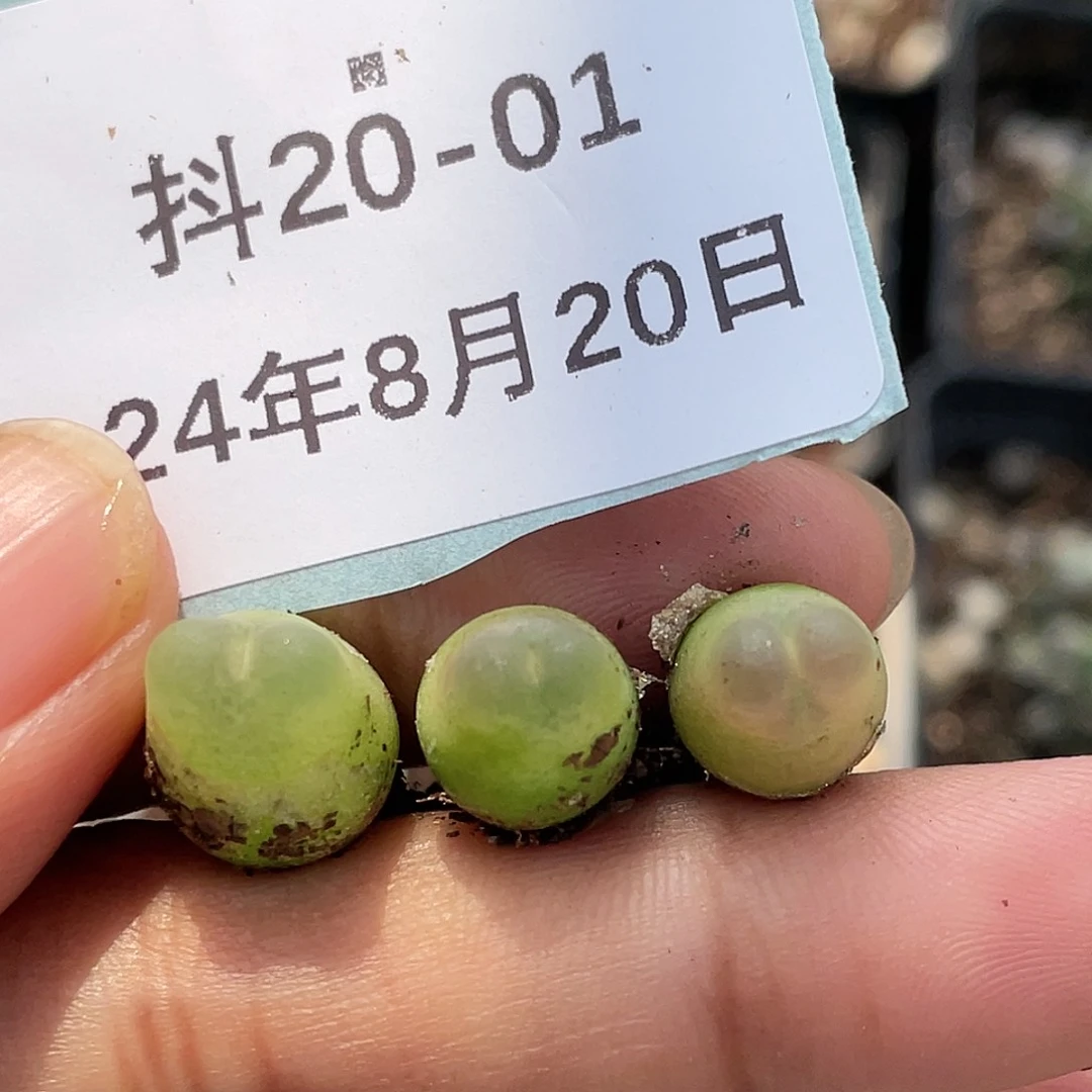 20-1拉登多肉植物