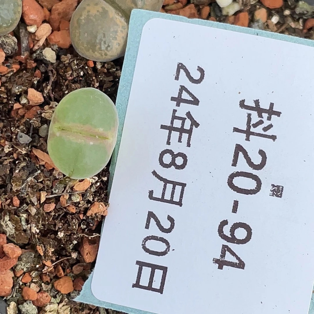 20-94风铃多肉植物