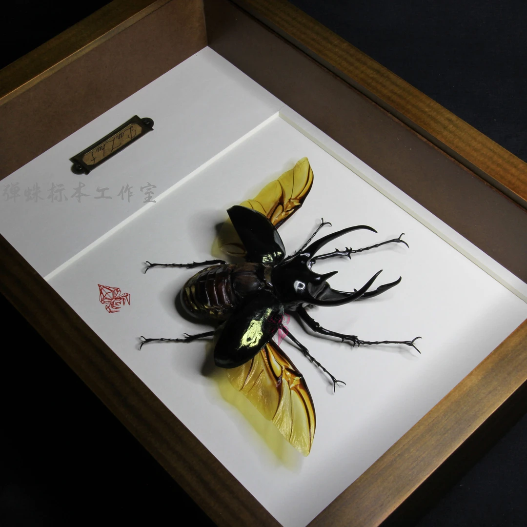 南洋大兜珍贵收藏昆虫标本