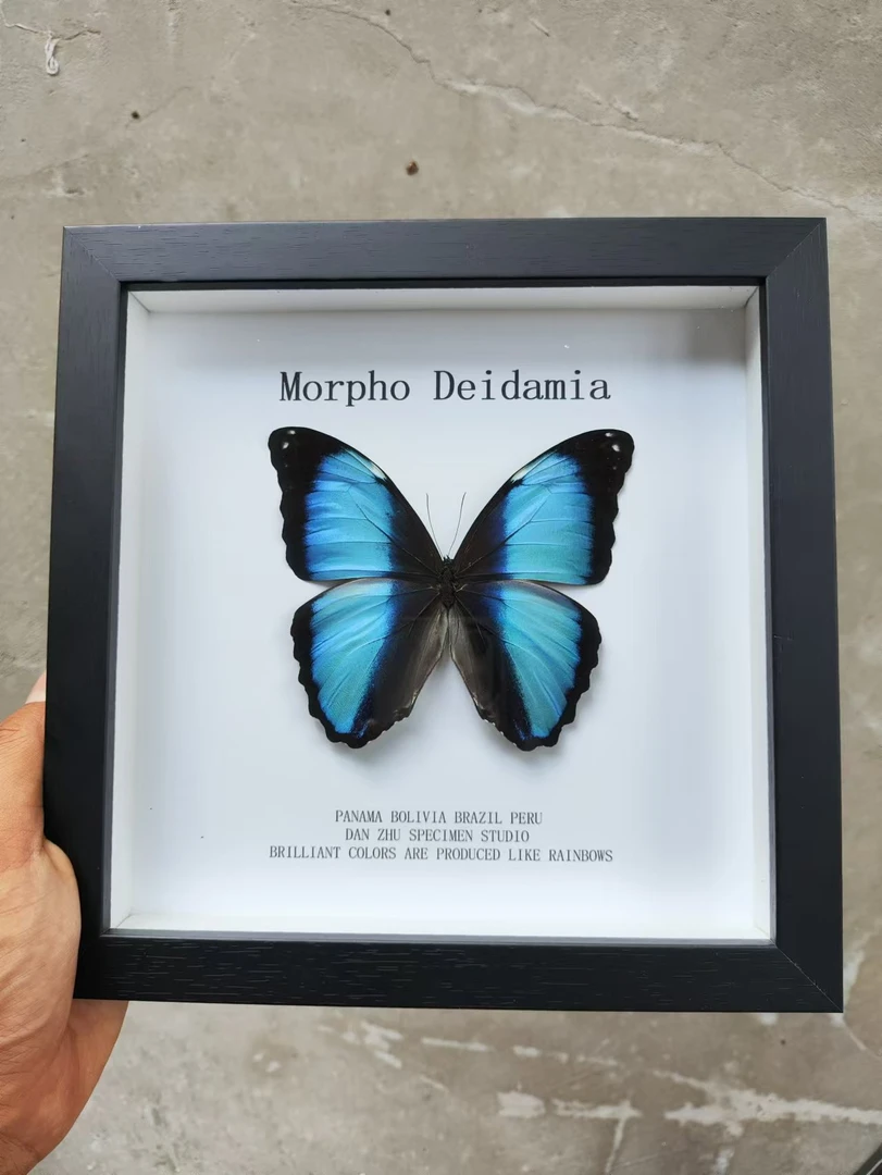 梦幻月光闪蝶蝴蝶标本