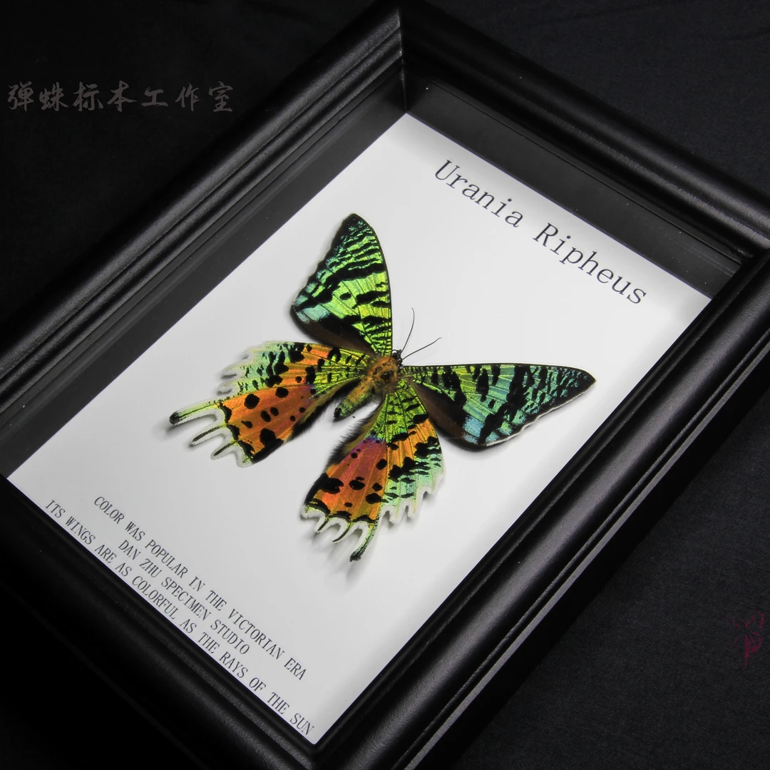马达加斯加岛太阳蛾标本摆件收藏品