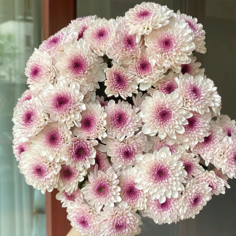 云南小雏菊马蒂斯/鲜切花昆明基地直发小清新花束客厅装饰