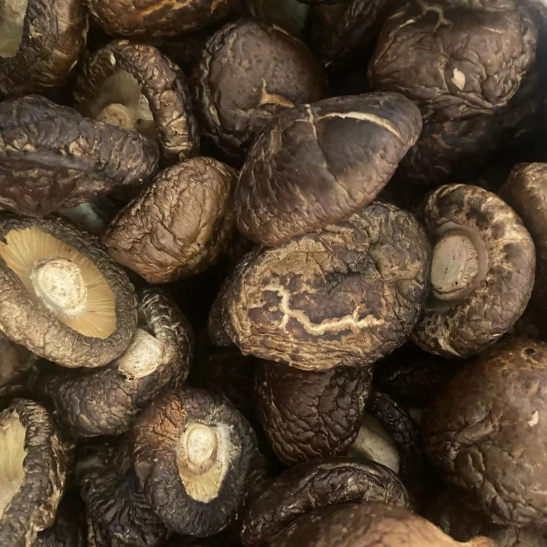 【中号香菇】油面香味浓郁百搭款