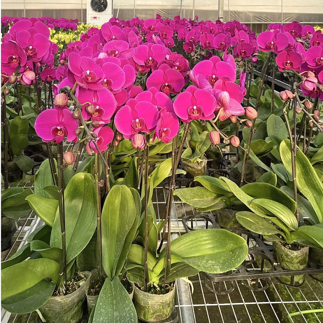 3.5寸单花剑（大辣椒）蝴蝶兰  室内绿植年宵花 基地直发