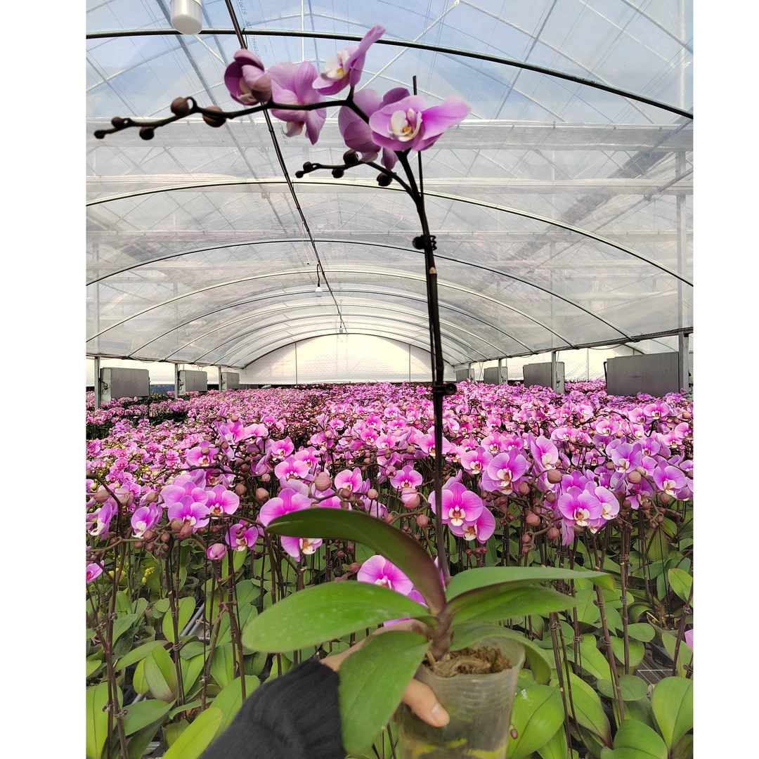 3.5寸 （安娜）蝴蝶兰 室内绿植年宵花