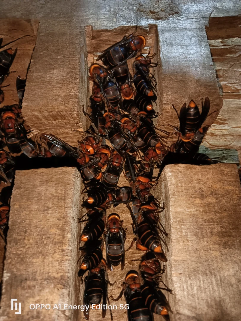 精品红娘蜂王100只起养殖