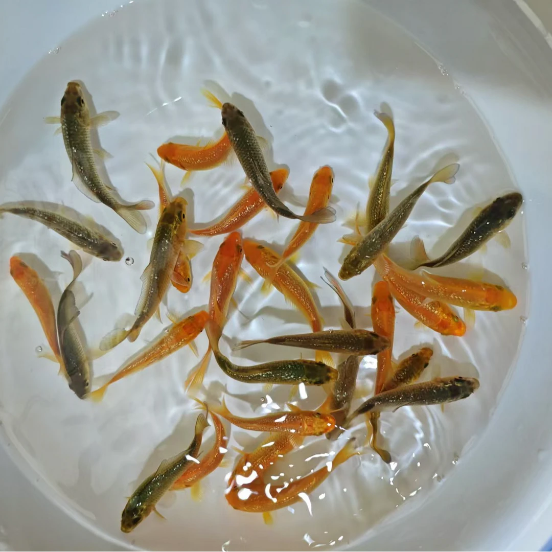 【锦鲤】5-9厘米锦鲤闪鳞茶鲤、黄猿锦鲤