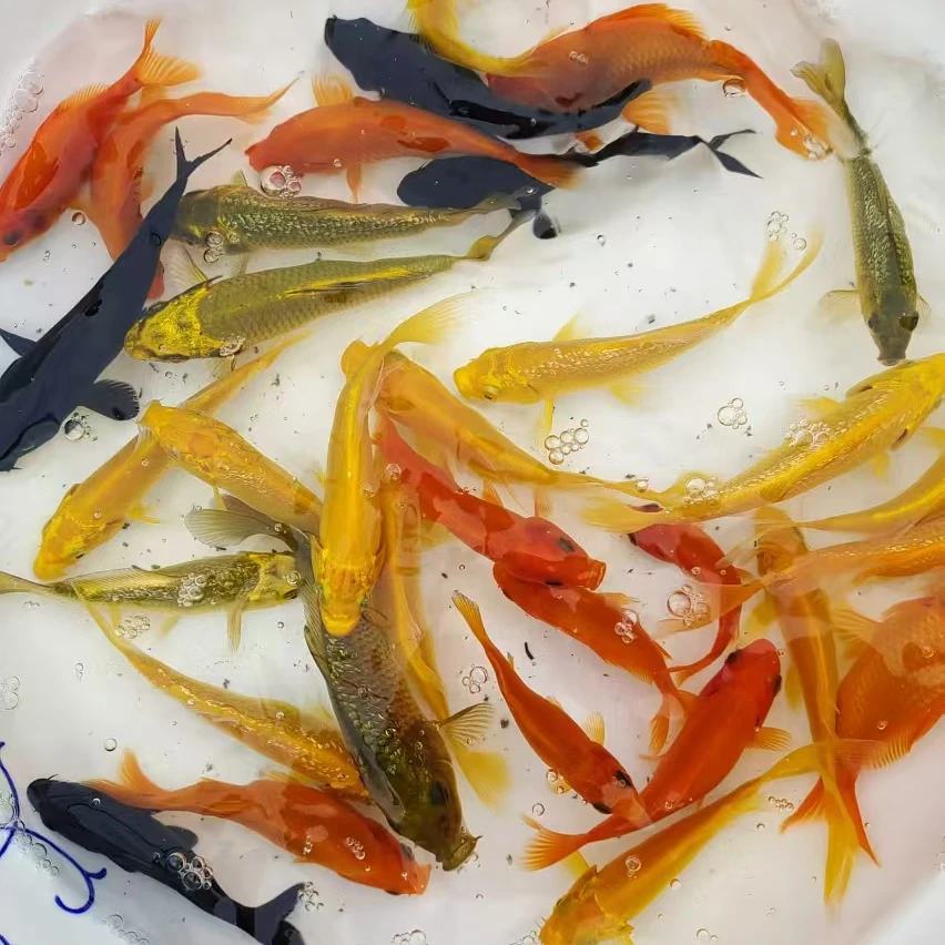 【锦鲤】5-9cm 各色锦鲤混发
