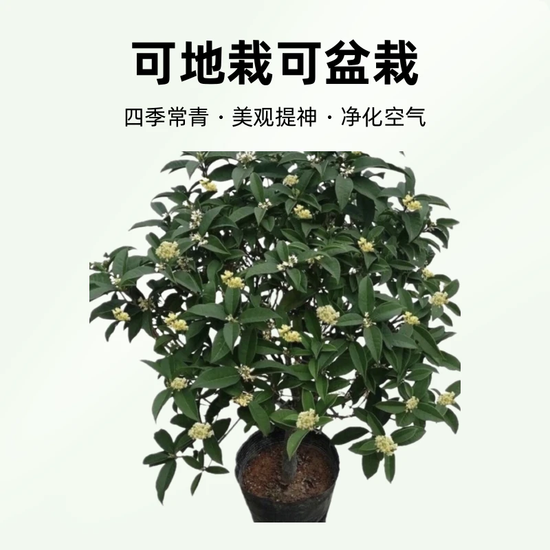 一物一拍四季桂花易活四季常青可地栽可盆景盆栽田园土均可种植